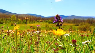 Relaxing Nature Ambience Meditation Healing Sounds of SPRING MORNING FLOWERY MEADOW on a Sunny Day