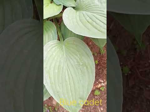 ХОСТА (ФУНКІЯ) Блу Ангел/ ВКС (саджанець 3 ростка), видео 1