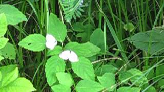 20140630 070 This Should Be Enough Slow Motion Cabbage White Butterfly Mating