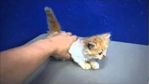 Watch the video about Casanova - Red Bicolor Lynx Solid Male Ragamuffin Kitten from www.RagdollKittens.net