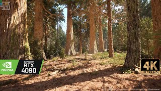 [4K] RTX4090 Virtual Forest Walk - Unreal Engine 5 Ultra Realistic Redwood Forest Demo
