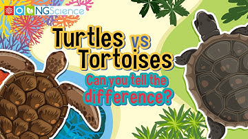Turtles vs Tortoises – Can you tell the difference?