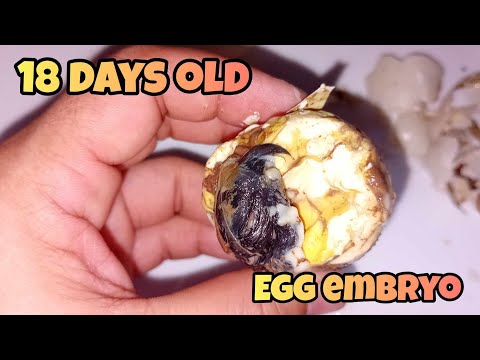 Balut 18 days old (egg embryo) #balut #egg #asmr - YouTube