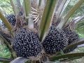 CARA BUDIDAYA SAWIT Kunci Sukses Pemupukan Produksi Buah Meningkat