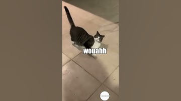 have you ever bathed in catnip?