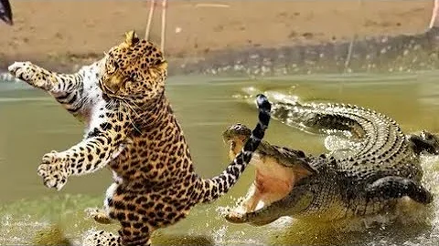 Crocodile Catches Cheetah | Every Object | cheetah vs crocodile (crocodile bites cheetah video)