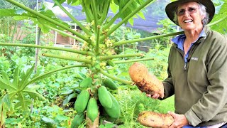 100% Organic Mixed Farm Garden on Small Space in Dry Land | COMPLETELY OFF-GRID | Permaculture