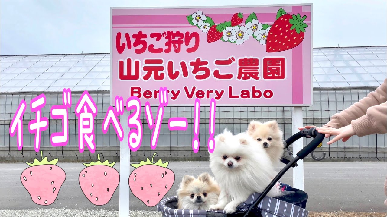 オーダーページ パネル いちごハウス ポメラニアン 12/13 この春 オーダーページ パネル いちごハウス ポメラニアン 12/13 この春