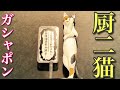 【ガシャポン】厨二猫 回してきました❗️