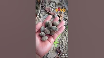 Cây Kơ nia qua lời bài hát hóa ra trông thế này #Y1News