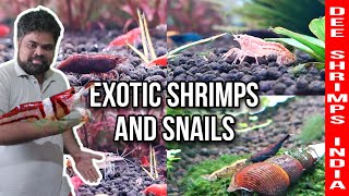 Exotic Aquarium Shrimps & Snails | Dee Shrimps India