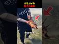 クモガイの驚きの真実のサムネイル