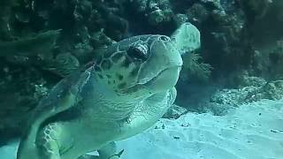 Giant Loggerhead Turtle - Belize, November 2016