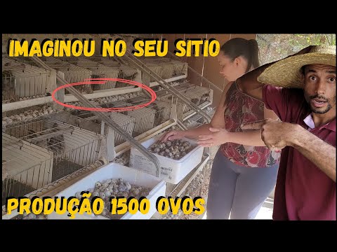 Making and selling EVERYTHING can be the solution for your farm!!! #rural #family @TILAPIAMinhaVida