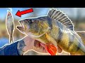 CLASSIC PERCH FISHING USING SMALL ROACH | Team Galant