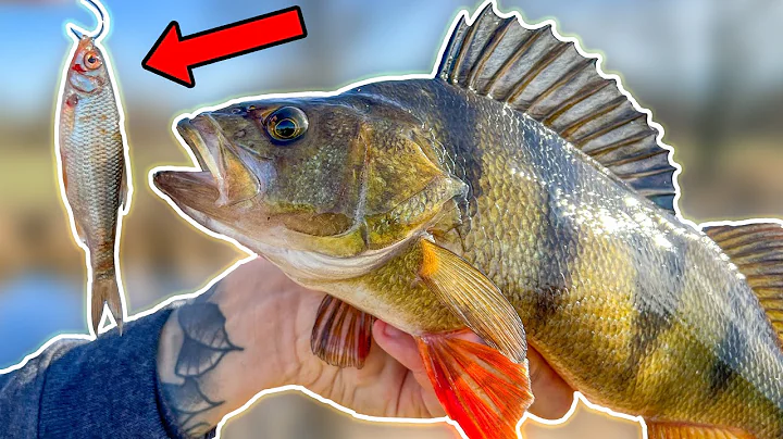 CLASSIC PERCH FISHING USING SMALL ROACH | Team Galant