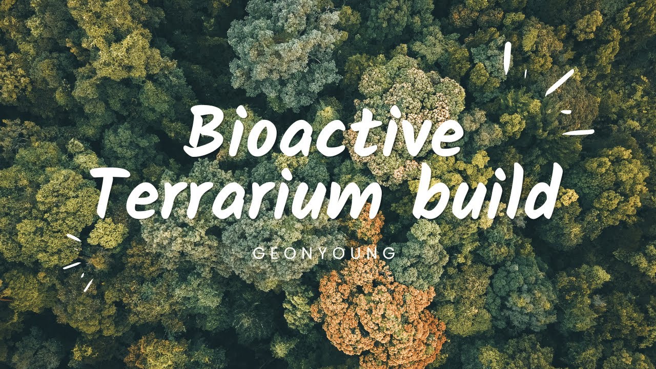 A jungle in my room? Bioactive Terrarium Building! A Geonyoung Vlog ...