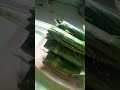 kamoting kahoy binubod