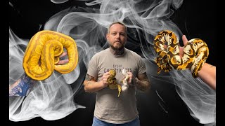 Celebrity Amazing Looking Adult Ball Pythons! Profile