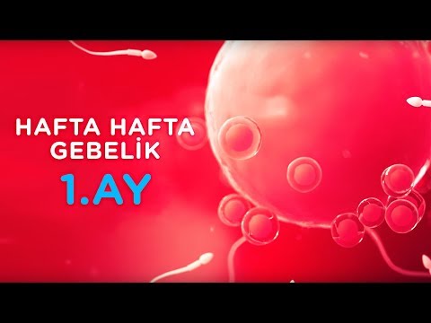 Hamilelikte 1. Ay - Hafta Hafta Gebelik | İlk Adımlarım