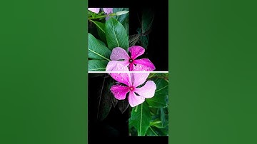 Lightroom editing video Lightroom tutorial Lightroom mobile moody flowers #editing #new #photography