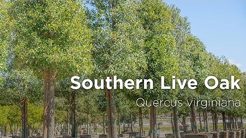 Southern Live Oak | Quercus virginiana