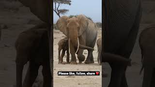 Big Tusker #shorts #elephants  #bigtusker