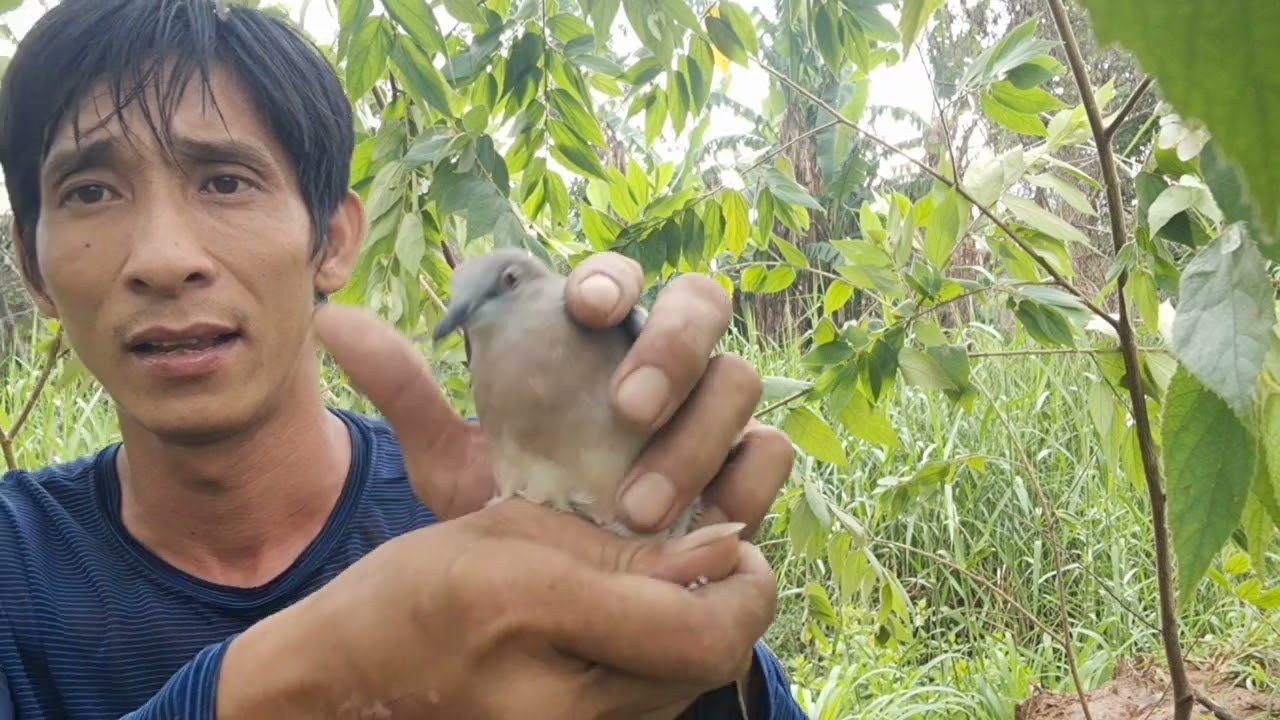 tập 50 lần đầu tiên đi bẫy cu và cái kết