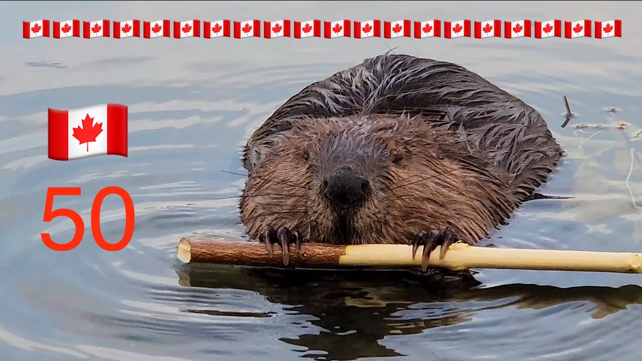 The Beaver: 50 Years as Canada’s National Symbol