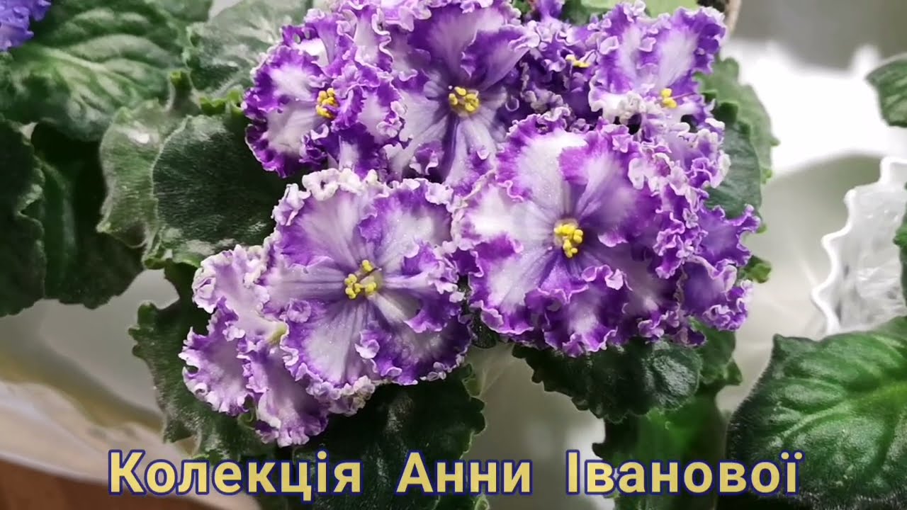 Виставка фіалок у Києві (м.Театральна) 10-13.06.2021 р. Спогади-3. Exhibition of violets in Kyiv.