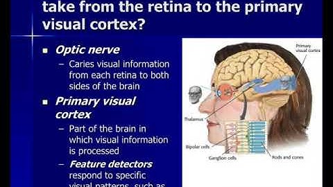 chapter 3 sensation and perception