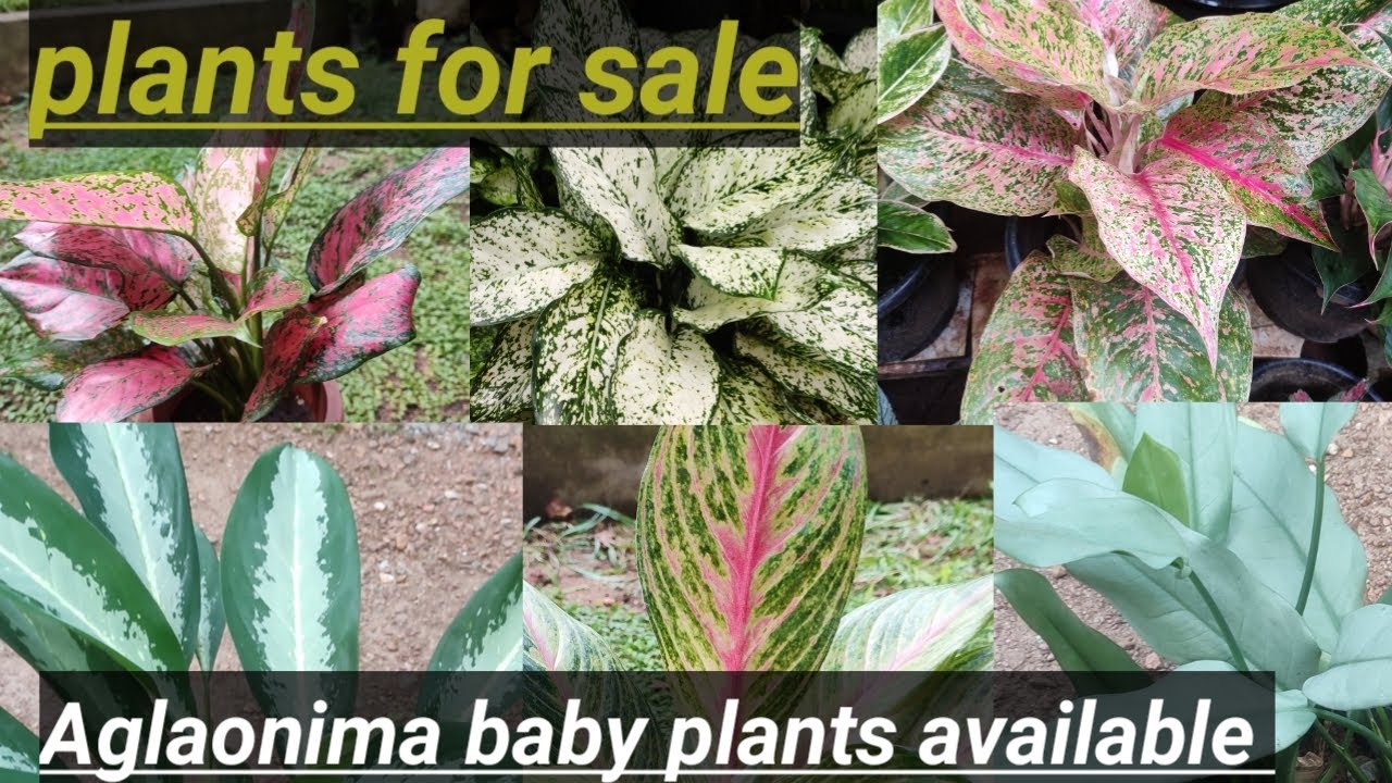 Aglaonima sale vedeo contact whatsapp 9567741200 @zeetree garden