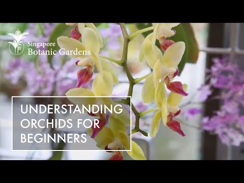 Understanding Orchids For Beginners