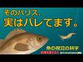 【保存版】そのハリス、実はバレてます。魚の見ている世界を科学で解説