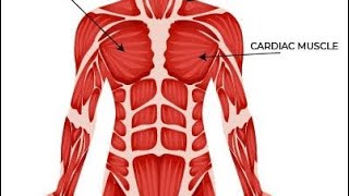 ANATOMY FULL NOTES