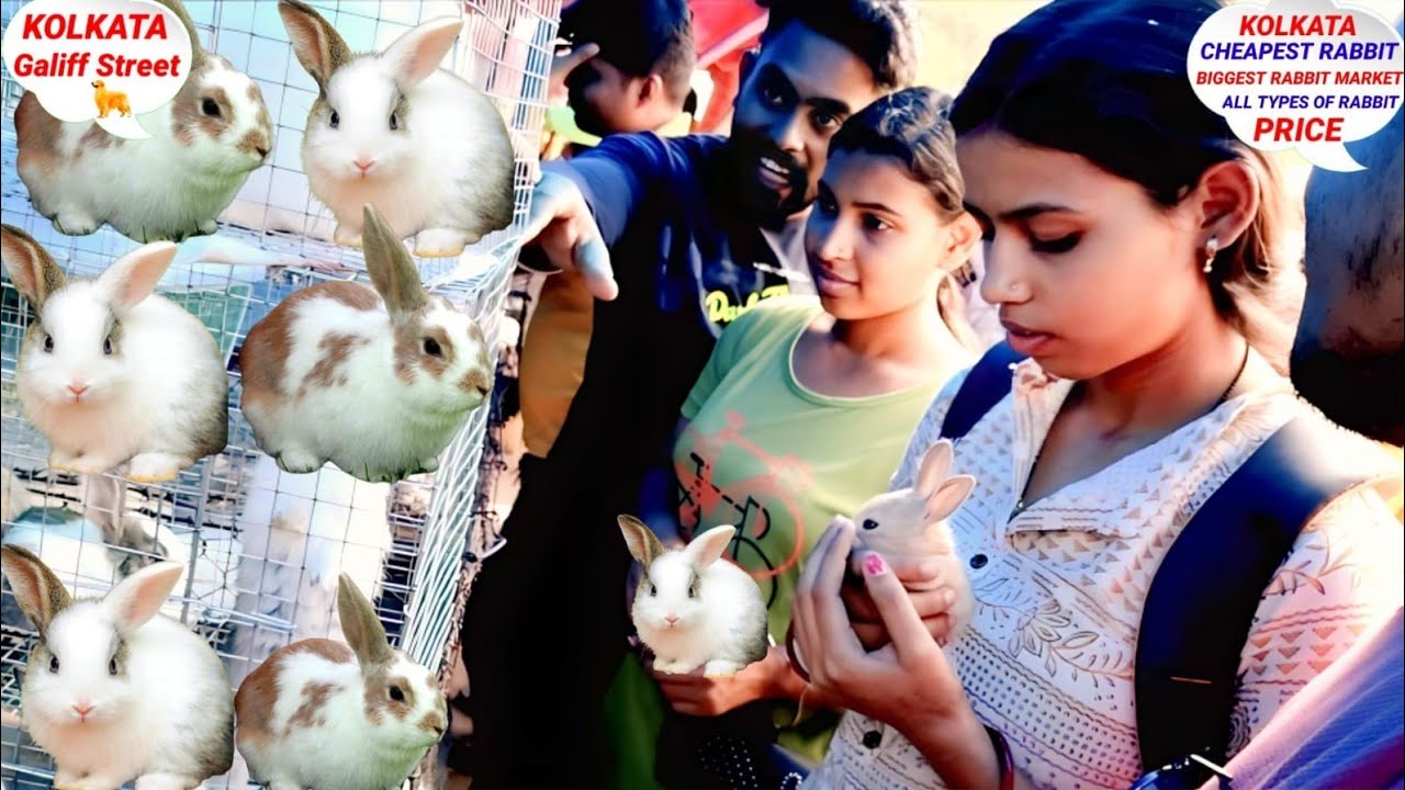 CHEAP PRICE RABBIT IN KOLKATA! KOLKATA GALIFF STREET RABBIT MARKET
