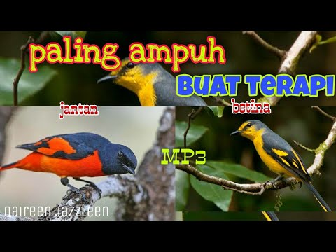 Suara terapi burung mantenan paling manjur