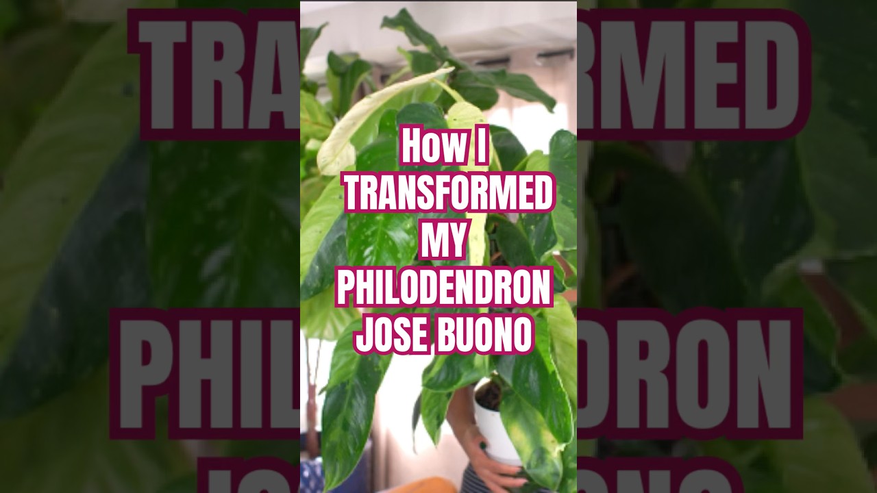 Philodendron Jose Buono transformation 