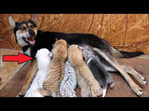 Видео: Австралийн хоньчин үхэж байна уу?