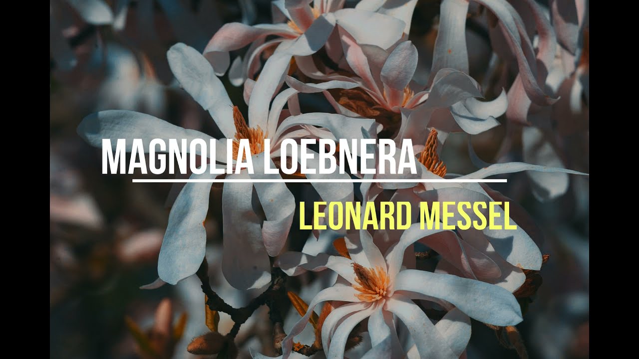 Magnolia Loebnera LEONARD MESSEL