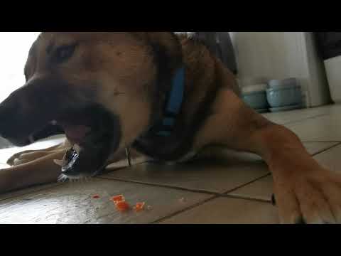 Asmr - Milo the Shiba Eats Carrots