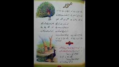 Haseeb Academy - Class II - Urdu , Nazam , "Mour" , Reading and Comprehension (24-08-2020)