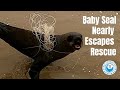 Entangled Baby Seal Nearly Escapes From Rescuers