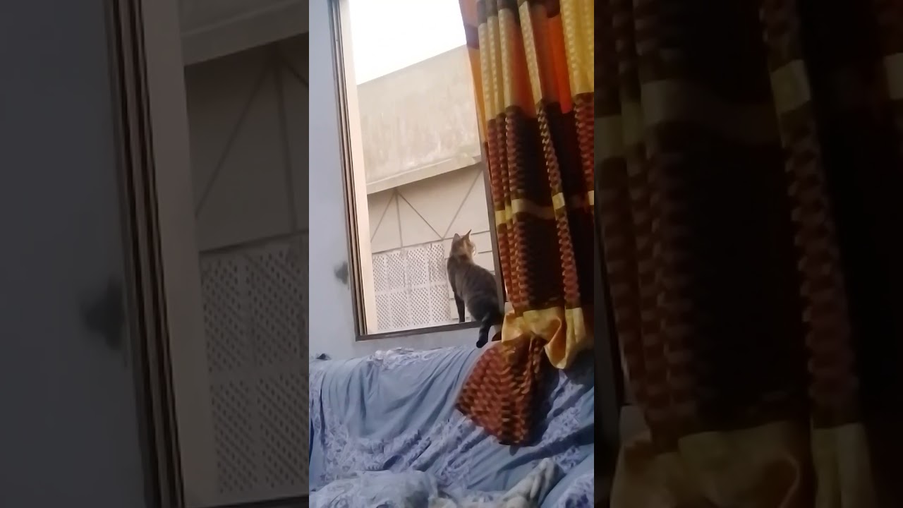 Junkie Cat 😺🐈 Need Fly