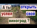 Виноград. Тепло пришло. Не забудьте открыть виноград.