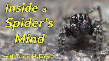 Spider Cognition: How Tiny Brains Do Mighty Things