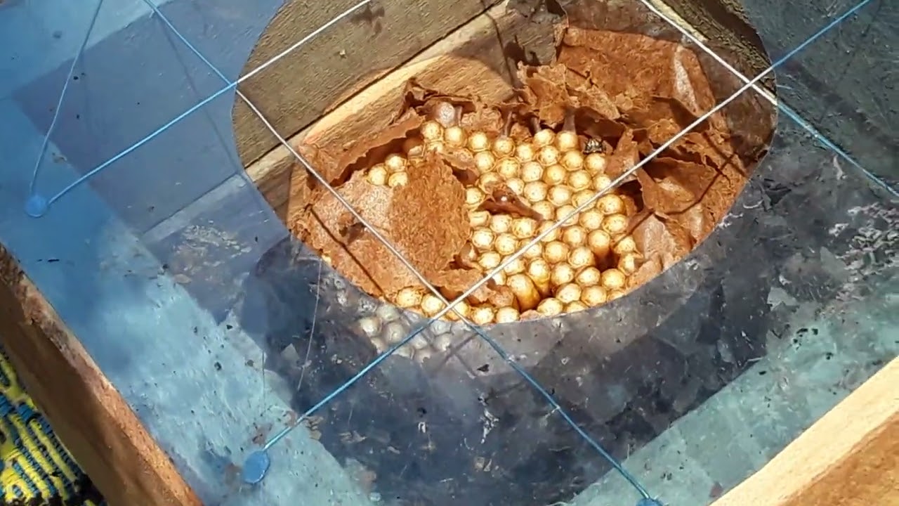 Divicion de Colmena Favosa o Erika