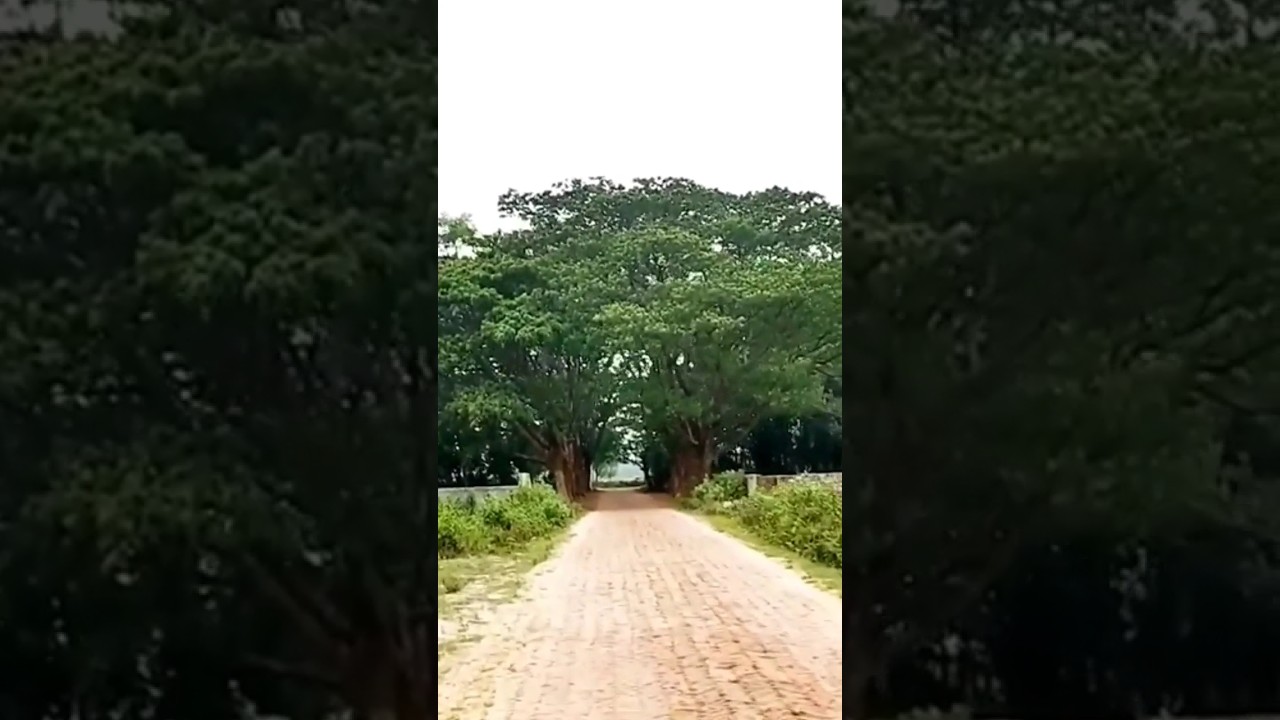 Road View Of Green Nature 