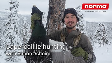 Capercaillie hunting in Norways wilderness
