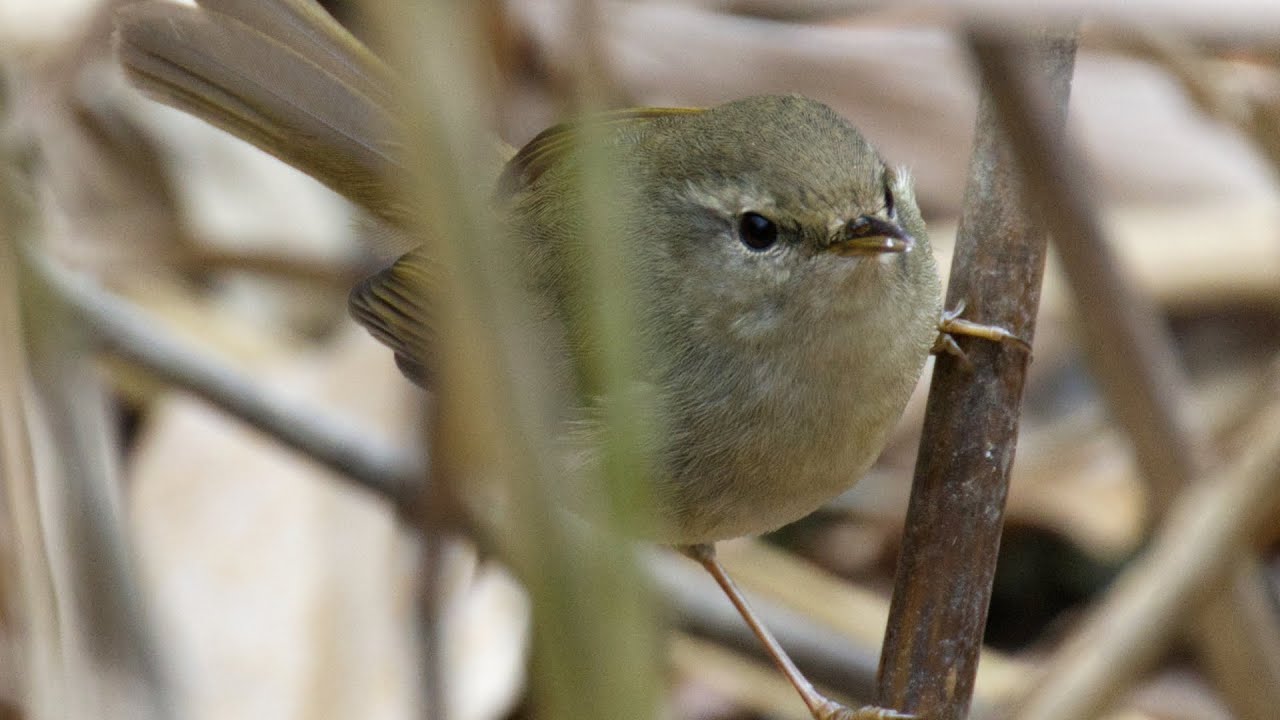 2月上旬】大阪の公園で野鳥と動植物を観察【大仙公園 / バード